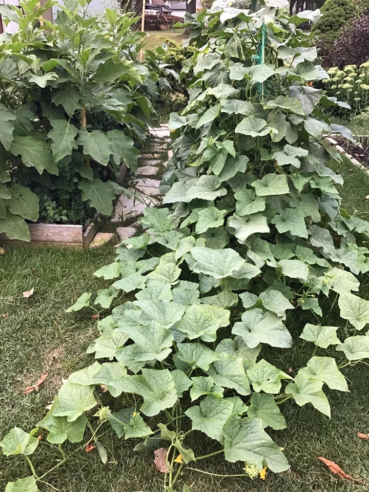 Ghé thăm khu vườn không hóa chất vẫn xanh tươi rau củ của người phụ nữ chăm chỉ trồng sau khi về hưu ghe tham khu vuon khong hoa chat van xanh tuoi rau cu cua nguoi phu nu cham chi trong sau khi ve huu