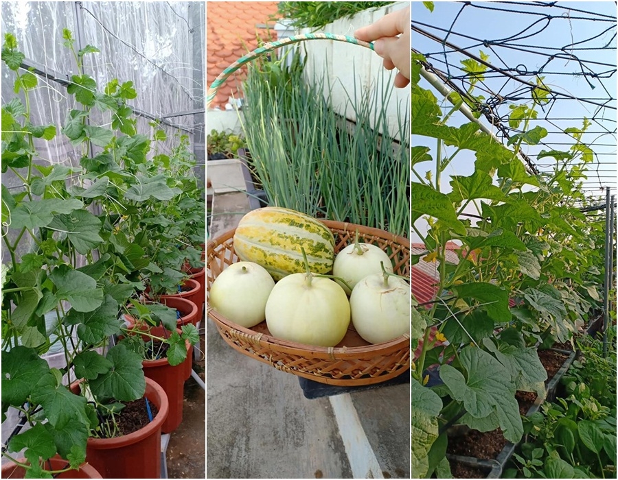 Bà mẹ Hà Nội mát tay trồng cả vườn dưa đủ loại phủ kín sân thượng 30m2 ba me ha noi mat tay trong ca vuon dua du loai phu kin san thuong 30m2
