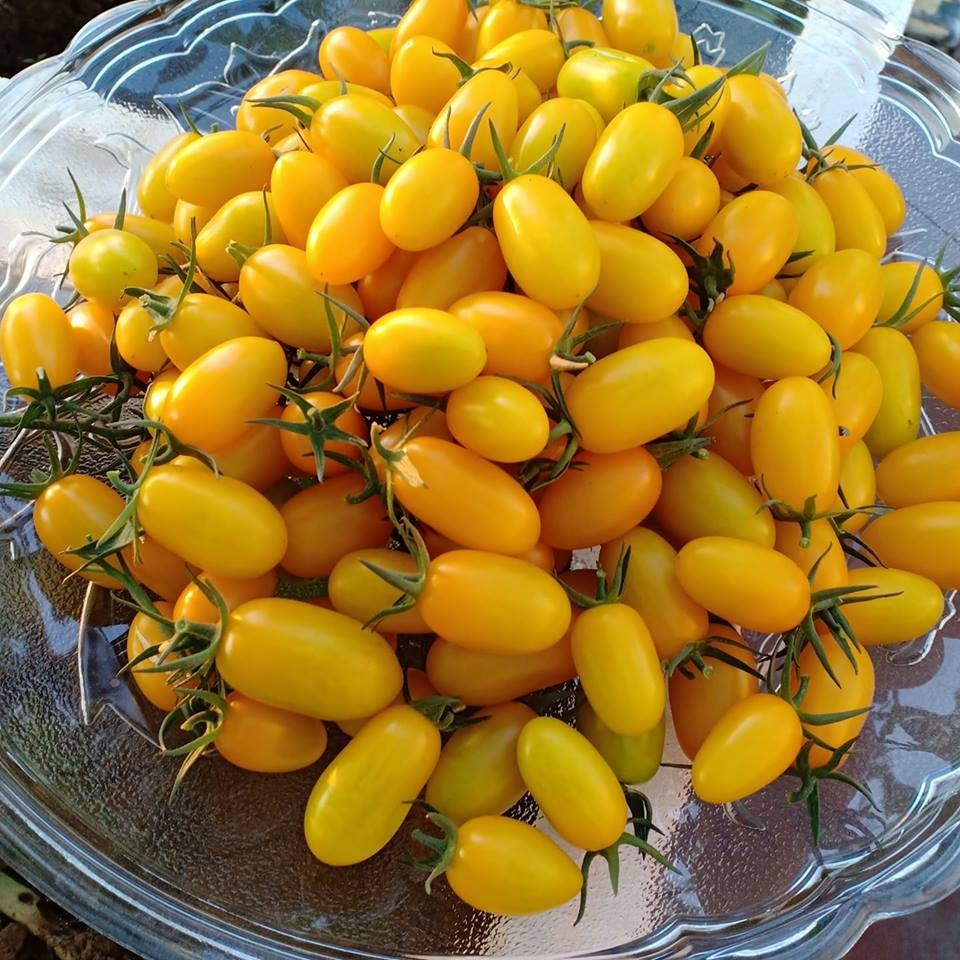 Bà mẹ Hà Nội mát tay trồng cả vườn dưa đủ loại phủ kín sân thượng 30m2 ba me ha noi mat tay trong ca vuon dua du loai phu kin san thuong 30m2
