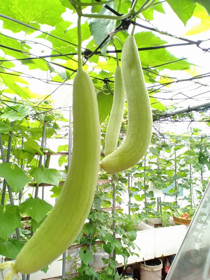 Bà mẹ Hà Nội mát tay trồng cả vườn dưa đủ loại phủ kín sân thượng 30m2 ba me ha noi mat tay trong ca vuon dua du loai phu kin san thuong 30m2