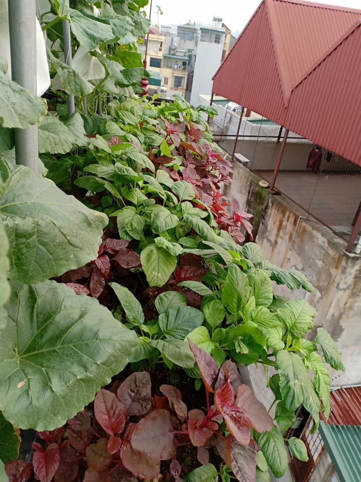 Bà mẹ Hà Nội mát tay trồng cả vườn dưa đủ loại phủ kín sân thượng 30m2 ba me ha noi mat tay trong ca vuon dua du loai phu kin san thuong 30m2