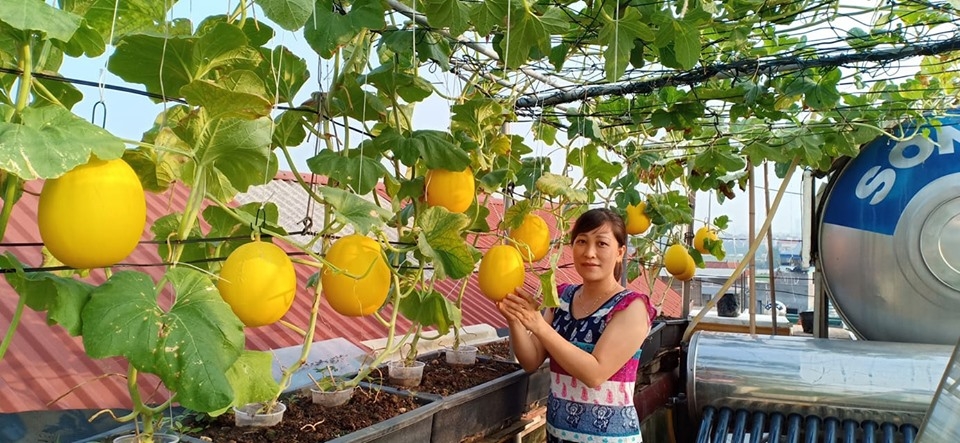 Bà mẹ Hà Nội mát tay trồng cả vườn dưa đủ loại phủ kín sân thượng 30m2 ba me ha noi mat tay trong ca vuon dua du loai phu kin san thuong 30m2