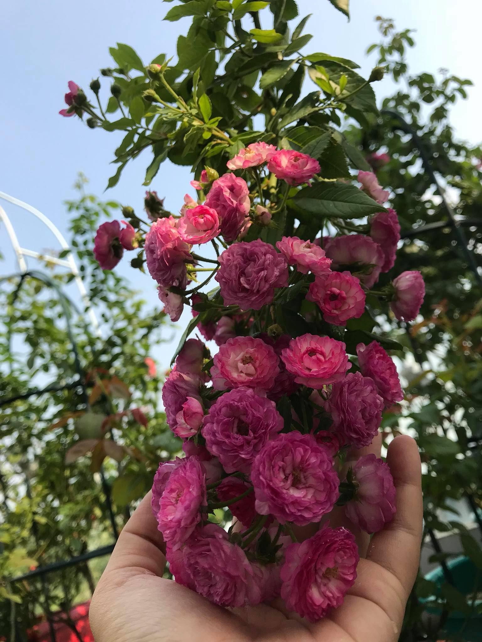 Bí quyết trồng cả vườn hồng tươi tốt, sai bông rực rỡ trên sân thượng của mẹ hai con ở Sài Gòn bi quyet trong ca vuon hong tuoi tot sai bong ruc ro tren san thuong cua me hai con o sai gon