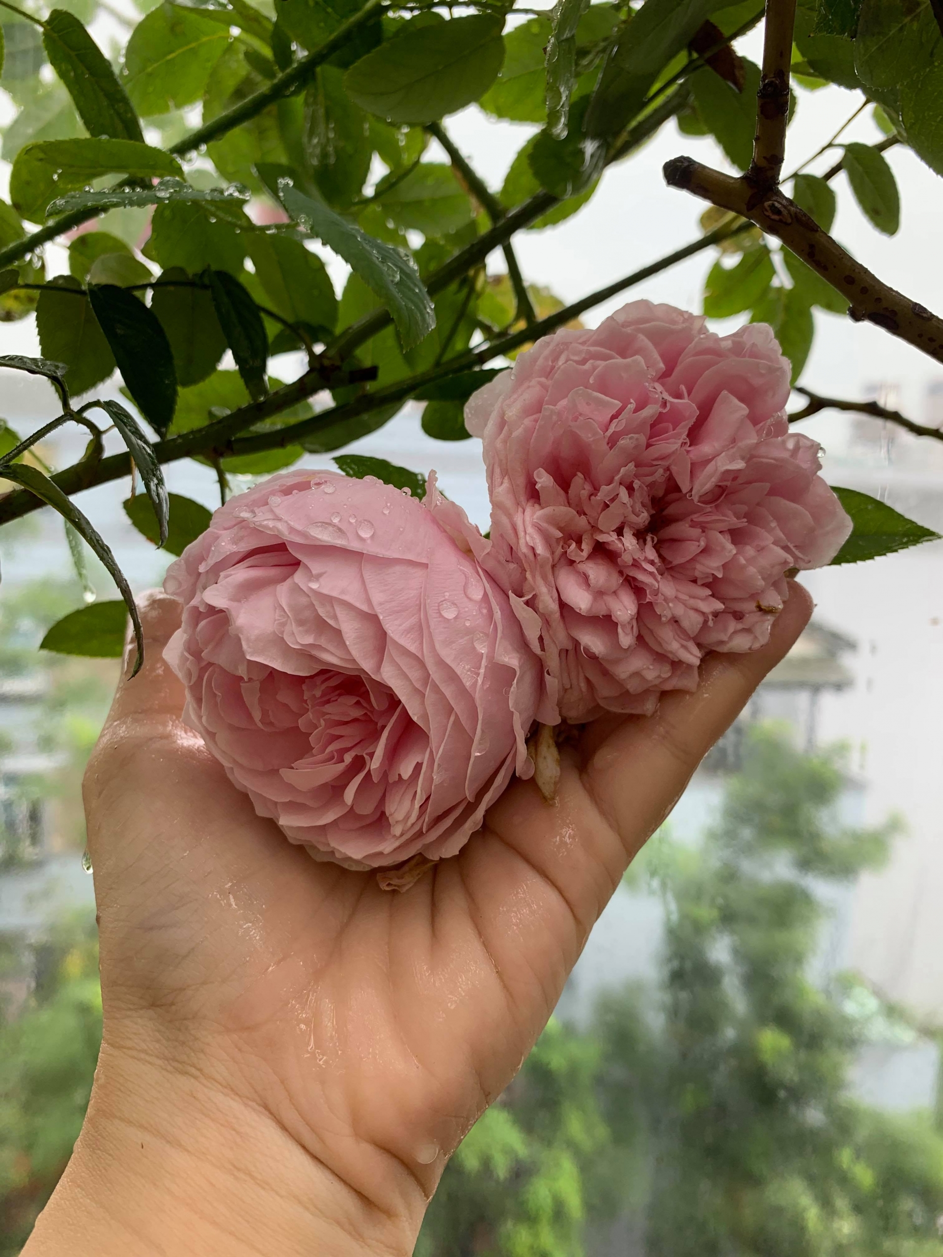 Bí quyết trồng cả vườn hồng tươi tốt, sai bông rực rỡ trên sân thượng của mẹ hai con ở Sài Gòn bi quyet trong ca vuon hong tuoi tot sai bong ruc ro tren san thuong cua me hai con o sai gon
