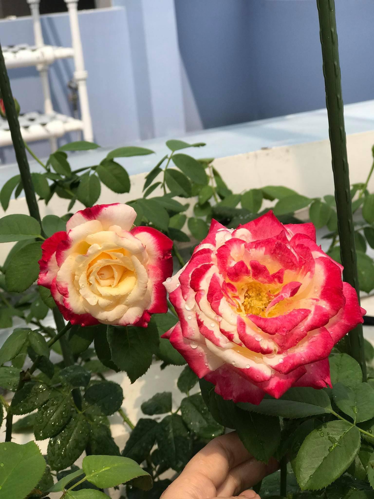 Bí quyết trồng cả vườn hồng tươi tốt, sai bông rực rỡ trên sân thượng của mẹ hai con ở Sài Gòn bi quyet trong ca vuon hong tuoi tot sai bong ruc ro tren san thuong cua me hai con o sai gon