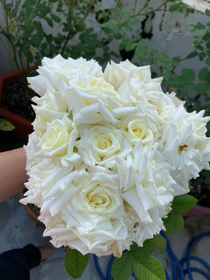 Bí quyết trồng cả vườn hồng tươi tốt, sai bông rực rỡ trên sân thượng của mẹ hai con ở Sài Gòn bi quyet trong ca vuon hong tuoi tot sai bong ruc ro tren san thuong cua me hai con o sai gon