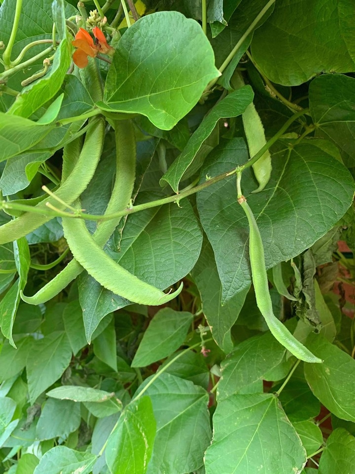 Khu vườn bình yên với đủ loại rau quả hữu cơ của người đàn ông thích làm vườn suốt 40 năm khu vuon binh yen voi du loai rau qua huu co cua nguoi dan ong thich lam vuon suot 40 nam