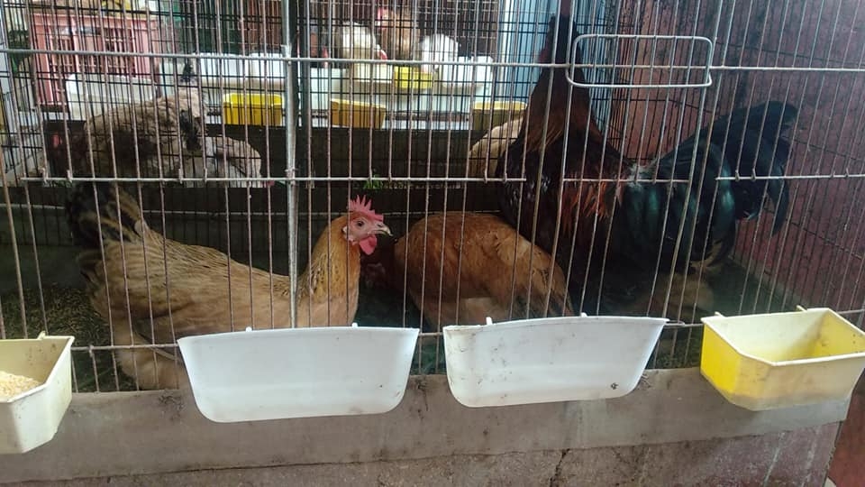 Sân thượng trồng rau xanh, nuôi gà sạch phục vụ bữa ăn hàng ngày của người phụ nữ đảm ở Hải Phòng san thuong trong rau xanh nuoi ga sach phuc vu bua an hang ngay cua nguoi phu nu dam o hai phong