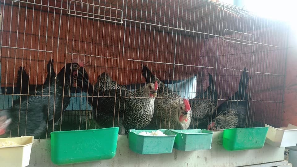 Sân thượng trồng rau xanh, nuôi gà sạch phục vụ bữa ăn hàng ngày của người phụ nữ đảm ở Hải Phòng san thuong trong rau xanh nuoi ga sach phuc vu bua an hang ngay cua nguoi phu nu dam o hai phong
