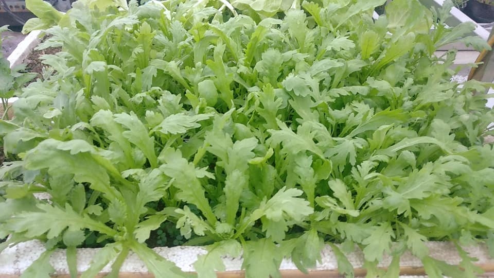 Sân thượng trồng rau xanh, nuôi gà sạch phục vụ bữa ăn hàng ngày của người phụ nữ đảm ở Hải Phòng san thuong trong rau xanh nuoi ga sach phuc vu bua an hang ngay cua nguoi phu nu dam o hai phong