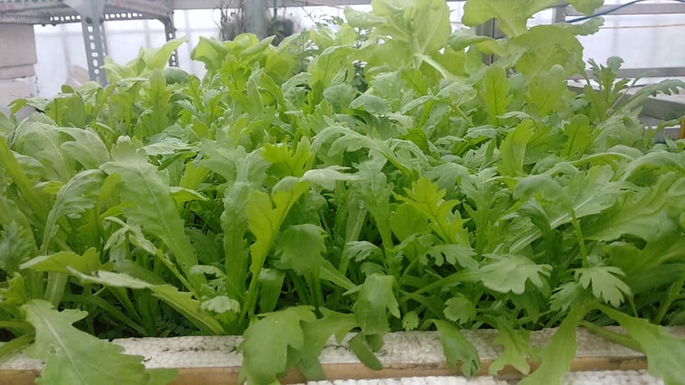 Sân thượng trồng rau xanh, nuôi gà sạch phục vụ bữa ăn hàng ngày của người phụ nữ đảm ở Hải Phòng san thuong trong rau xanh nuoi ga sach phuc vu bua an hang ngay cua nguoi phu nu dam o hai phong