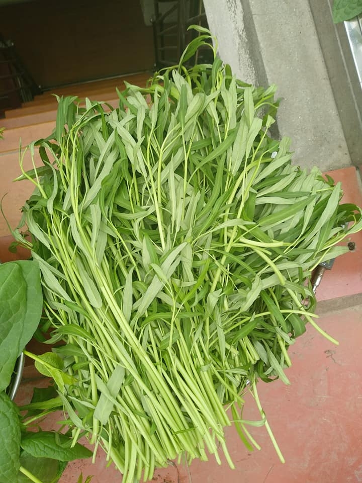 Sân thượng trồng rau xanh, nuôi gà sạch phục vụ bữa ăn hàng ngày của người phụ nữ đảm ở Hải Phòng san thuong trong rau xanh nuoi ga sach phuc vu bua an hang ngay cua nguoi phu nu dam o hai phong