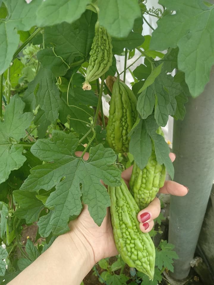 Sân thượng trồng rau xanh, nuôi gà sạch phục vụ bữa ăn hàng ngày của người phụ nữ đảm ở Hải Phòng san thuong trong rau xanh nuoi ga sach phuc vu bua an hang ngay cua nguoi phu nu dam o hai phong