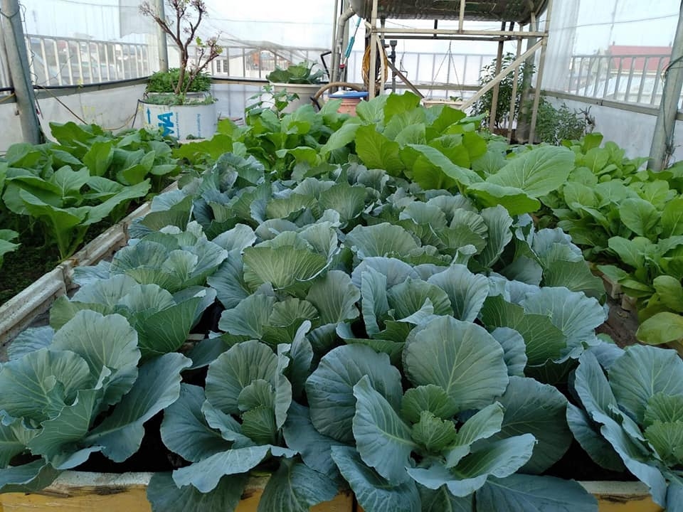 Sân thượng trồng rau xanh, nuôi gà sạch phục vụ bữa ăn hàng ngày của người phụ nữ đảm ở Hải Phòng san thuong trong rau xanh nuoi ga sach phuc vu bua an hang ngay cua nguoi phu nu dam o hai phong