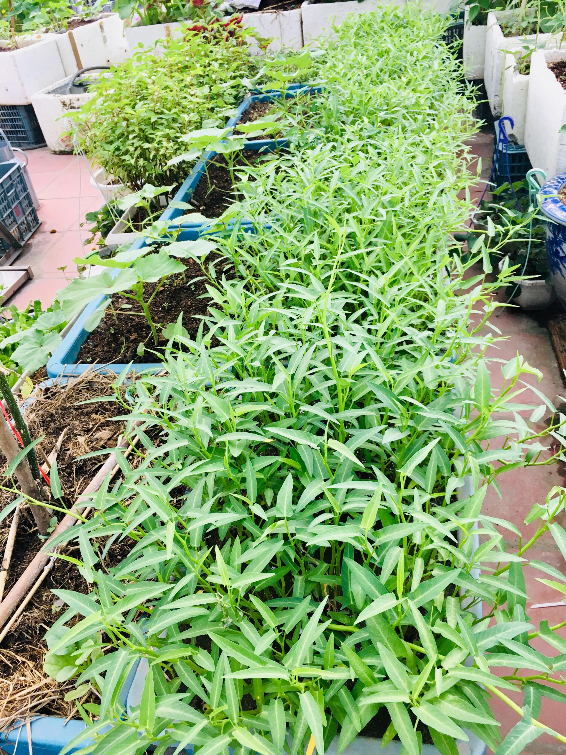 rau cu qua sai triu tren san thuong 40m2 cua ba me o quang ninh