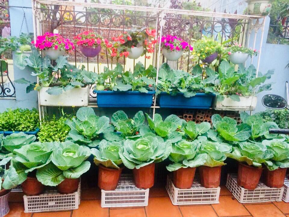 rau cu qua sai triu tren san thuong 40m2 cua ba me o quang ninh
