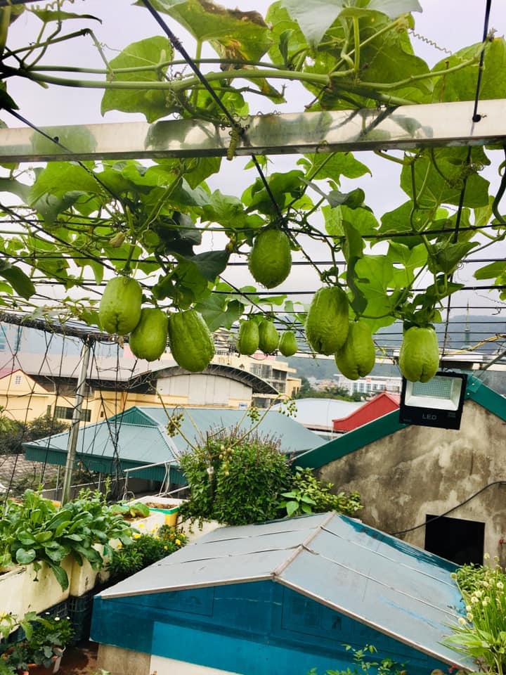rau cu qua sai triu tren san thuong 40m2 cua ba me o quang ninh