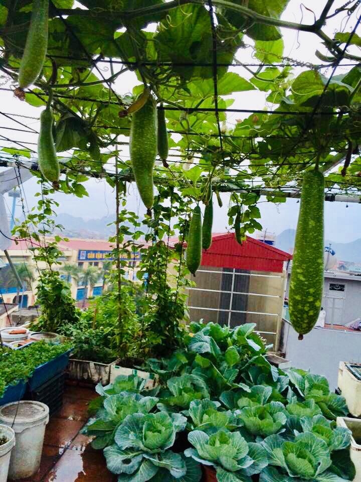 rau cu qua sai triu tren san thuong 40m2 cua ba me o quang ninh