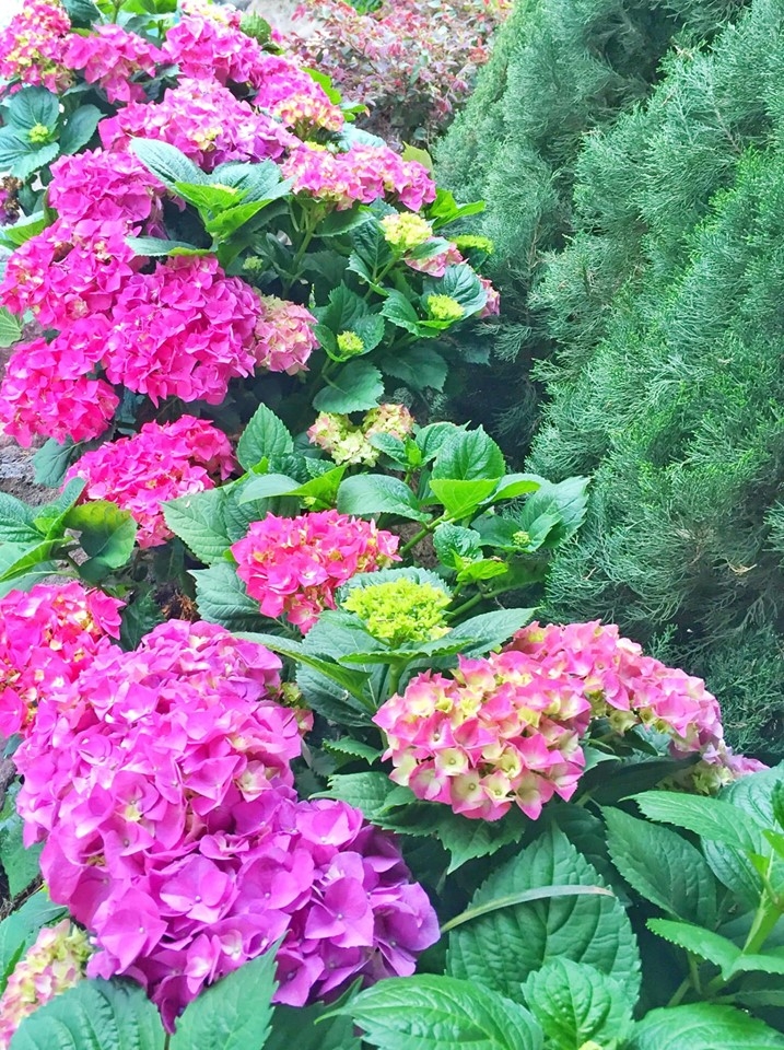 nguoi phu nu viet o my song an yen trong ngoi nha vuon cung tham hoa muon mau tua nhu xu so than tien