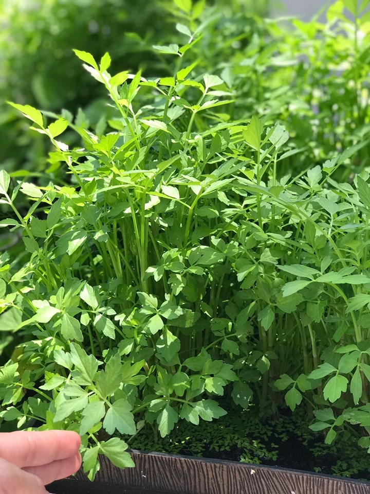 Khu vườn đậm chất quê hương của mẹ Việt ở Mỹ cho vơi bớt nỗi nhớ nhà khu vuon dam chat que huong cua me viet trong o my cho voi bot noi nho nha