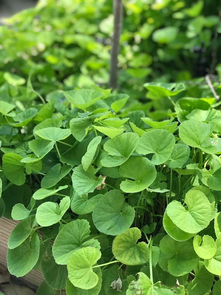 Khu vườn đậm chất quê hương của mẹ Việt ở Mỹ cho vơi bớt nỗi nhớ nhà khu vuon dam chat que huong cua me viet trong o my cho voi bot noi nho nha