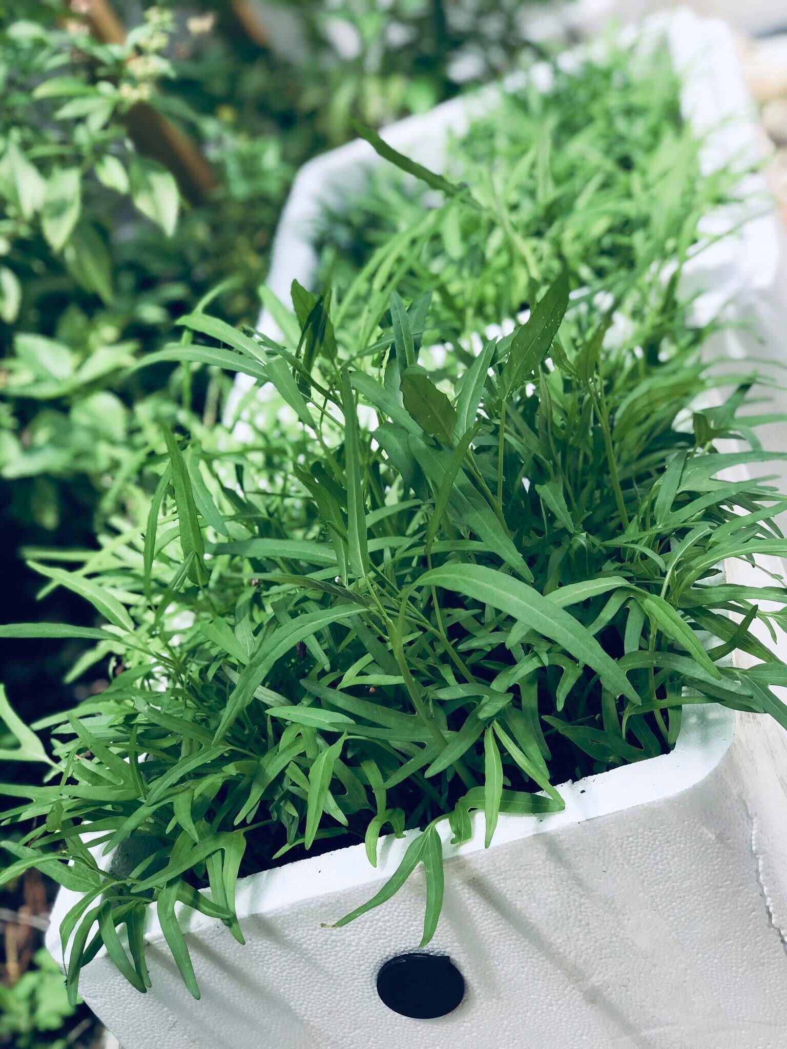 Khu vườn đậm chất quê hương của mẹ Việt ở Mỹ cho vơi bớt nỗi nhớ nhà khu vuon dam chat que huong cua me viet trong o my cho voi bot noi nho nha
