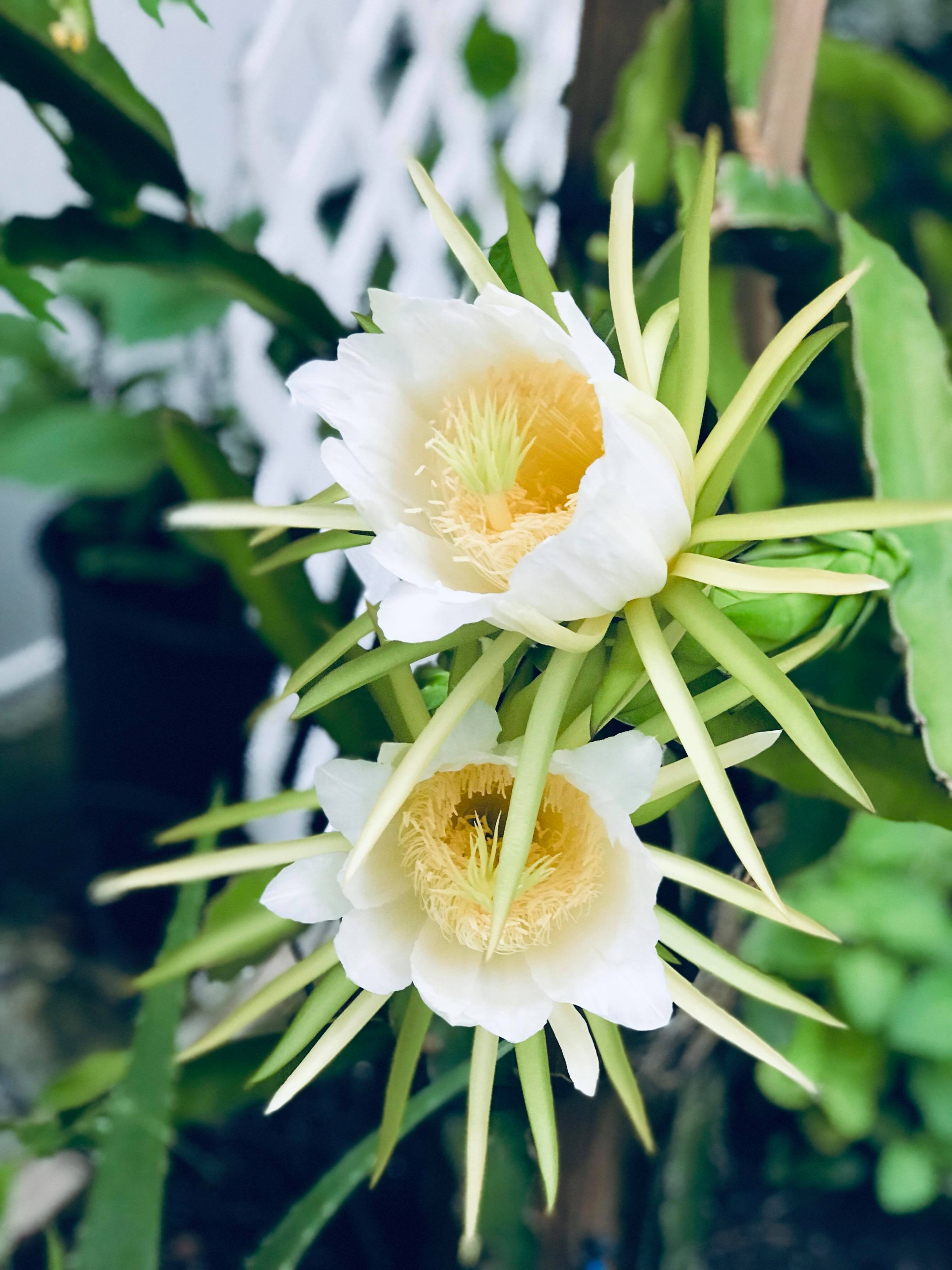 Khu vườn đậm chất quê hương của mẹ Việt ở Mỹ cho vơi bớt nỗi nhớ nhà khu vuon dam chat que huong cua me viet trong o my cho voi bot noi nho nha