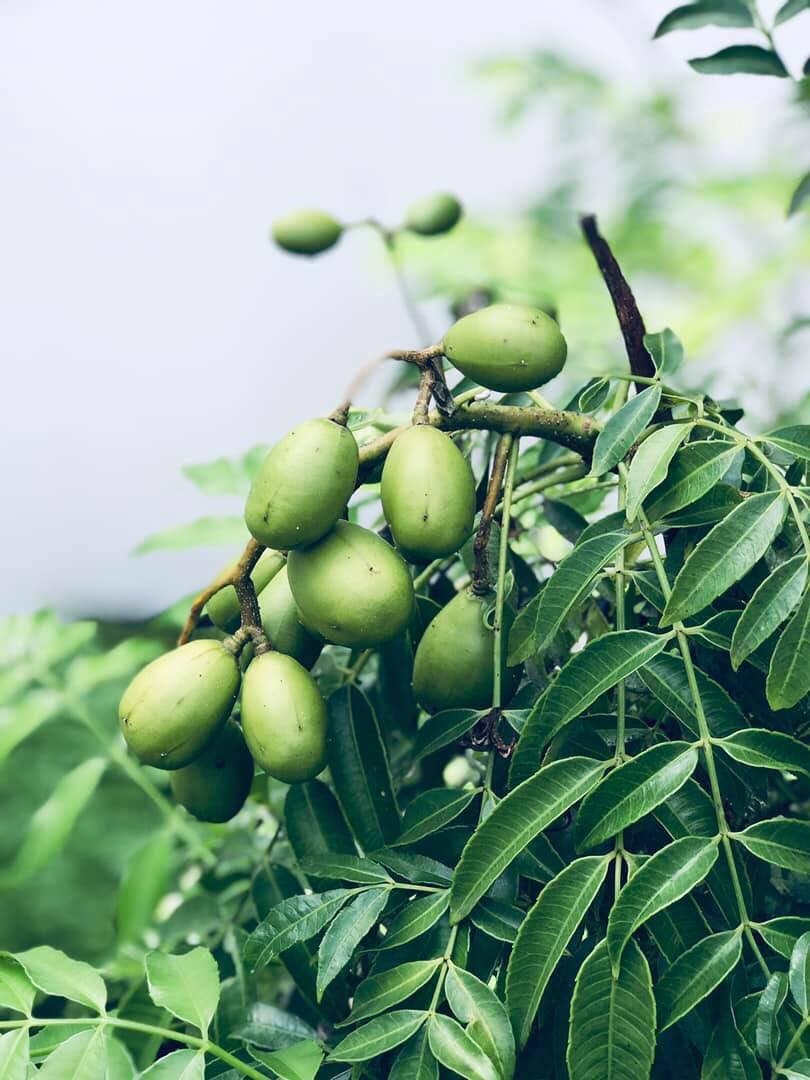 Khu vườn đậm chất quê hương của mẹ Việt ở Mỹ cho vơi bớt nỗi nhớ nhà khu vuon dam chat que huong cua me viet trong o my cho voi bot noi nho nha