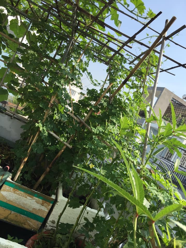Cuộc sống thảnh thơi của người phụ nữ Sài Thành trồng đủ loại rau quả trên sân thượng 20m2 cuoc song thanh thoi cua nguoi phu nu sai thanh yeu thich trong du loai rau qua tren san thuong 20m2