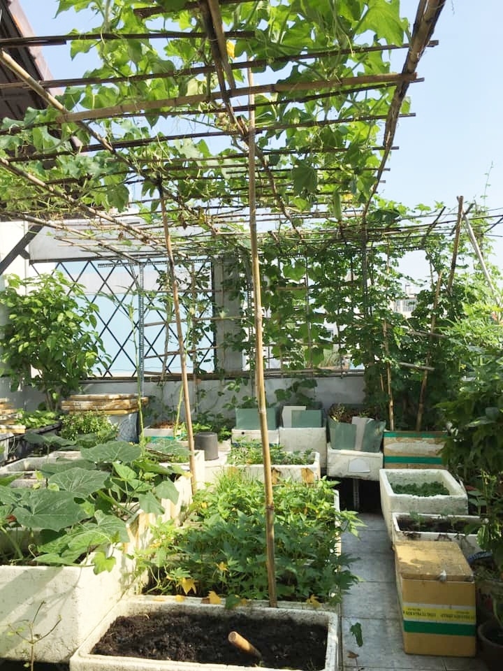 Cuộc sống thảnh thơi của người phụ nữ Sài Thành trồng đủ loại rau quả trên sân thượng 20m2 cuoc song thanh thoi cua nguoi phu nu sai thanh yeu thich trong du loai rau qua tren san thuong 20m2