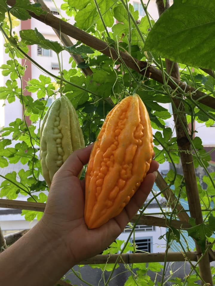 Cuộc sống thảnh thơi của người phụ nữ Sài Thành trồng đủ loại rau quả trên sân thượng 20m2 cuoc song thanh thoi cua nguoi phu nu sai thanh yeu thich trong du loai rau qua tren san thuong 20m2