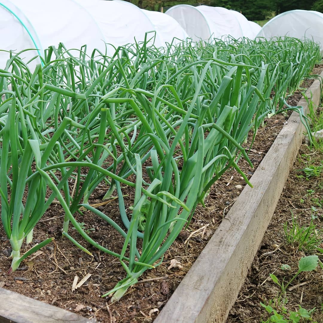 Cặp đôi sống hạnh phúc và tự túc nhờ trồng rau, làm vườn ở ngoại ô sau tốt nghiệp đại học cap doi song hanh phuc va tu tuc nho trong rau lam vuon o ngoai o sau tot nghiep dai hoc