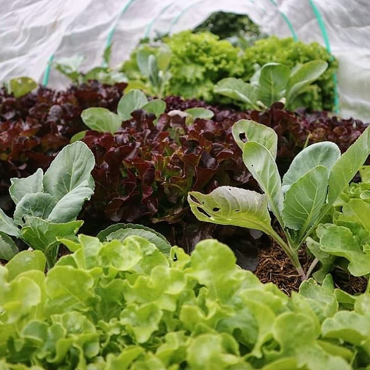 Cặp đôi sống hạnh phúc và tự túc nhờ trồng rau, làm vườn ở ngoại ô sau tốt nghiệp đại học cap doi song hanh phuc va tu tuc nho trong rau lam vuon o ngoai o sau tot nghiep dai hoc