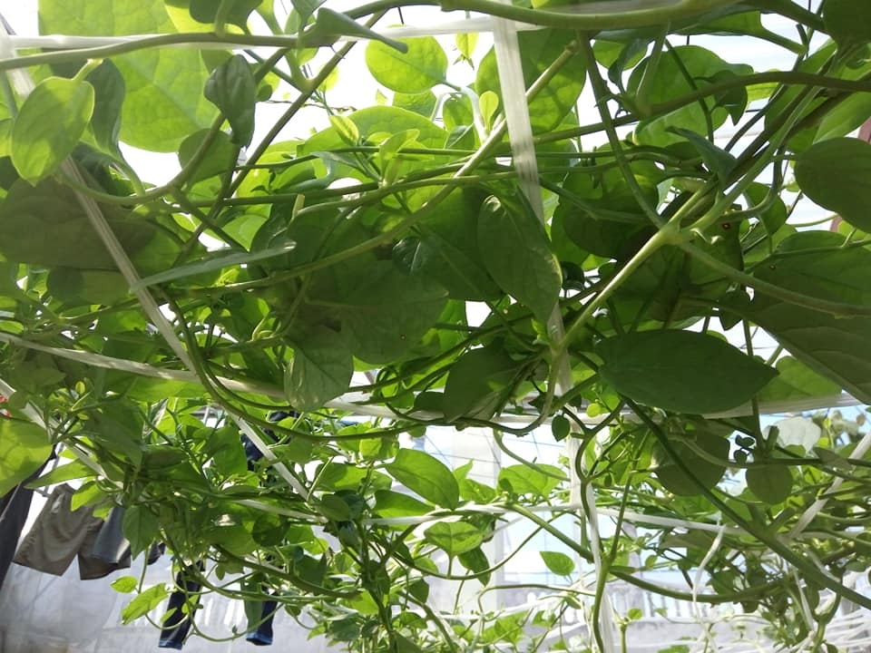 Sân thượng 80m2 trồng đủ loại rau xanh quả sạch theo phương pháp hữu cơ san thuong 80m2 trong du loai rau xanh qua sach nho bi quyet cham soc va cai tao dat theo phuong phap huu co 87827