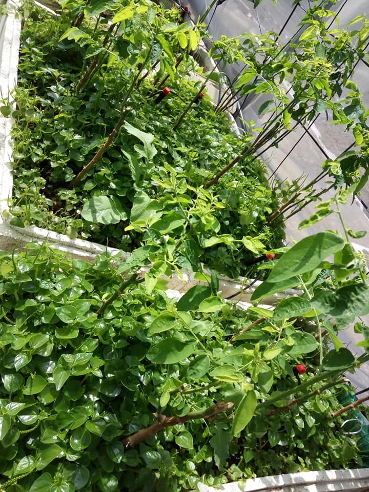 Sân thượng 80m2 trồng đủ loại rau xanh quả sạch theo phương pháp hữu cơ san thuong 80m2 trong du loai rau xanh qua sach nho bi quyet cham soc va cai tao dat theo phuong phap huu co 87827