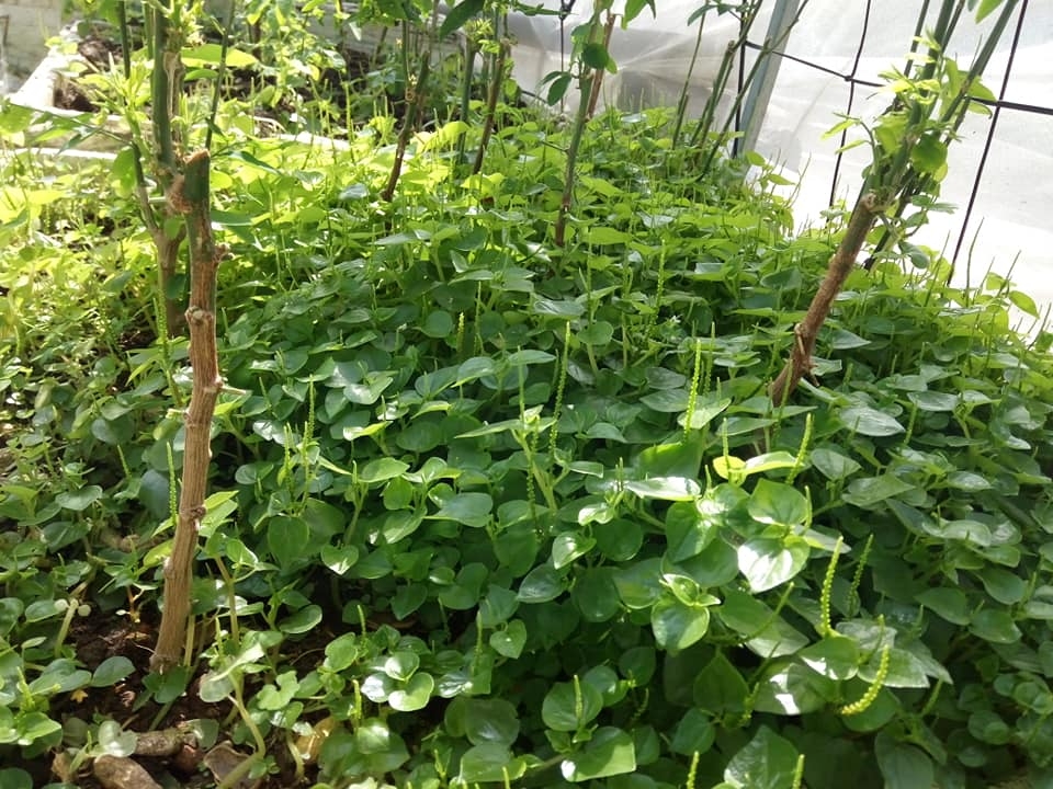 Sân thượng 80m2 trồng đủ loại rau xanh quả sạch theo phương pháp hữu cơ san thuong 80m2 trong du loai rau xanh qua sach nho bi quyet cham soc va cai tao dat theo phuong phap huu co 87827