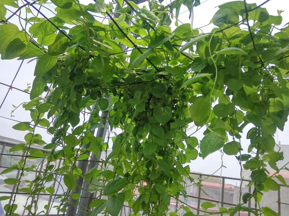 Sân thượng 80m2 trồng đủ loại rau xanh quả sạch theo phương pháp hữu cơ san thuong 80m2 trong du loai rau xanh qua sach nho bi quyet cham soc va cai tao dat theo phuong phap huu co 87827