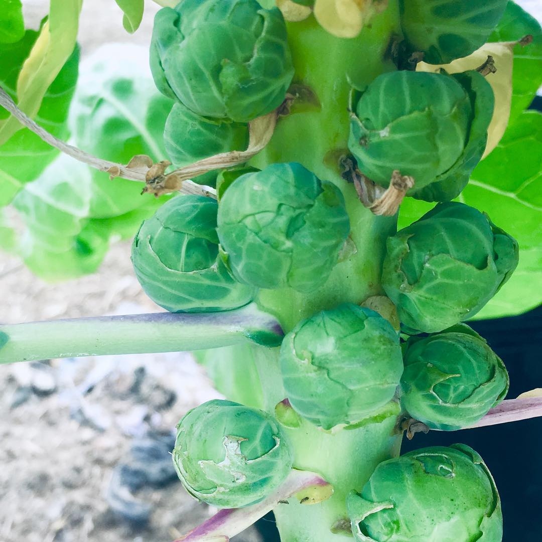 Yêu thích trồng cây từ thuở nhỏ, cô gái trẻ quyết định tạo khu vườn đẹp như thiên đường khi trưởng thành yeu thich trong cay tu thuo nho co gai tre quyet dinh tao khu vuon dep nhu thien duong khi truong thanh