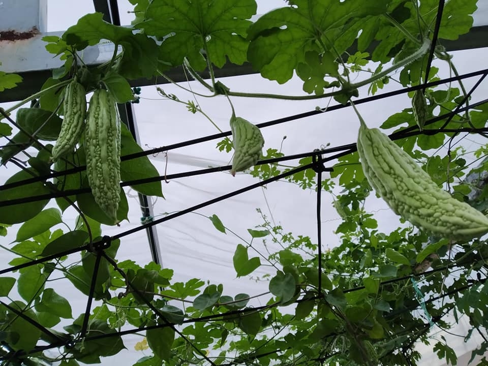 Sân thượng 80m2 trồng đủ loại rau xanh quả sạch theo phương pháp hữu cơ san thuong 80m2 trong du loai rau xanh qua sach nho bi quyet cham soc va cai tao dat theo phuong phap huu co 87827