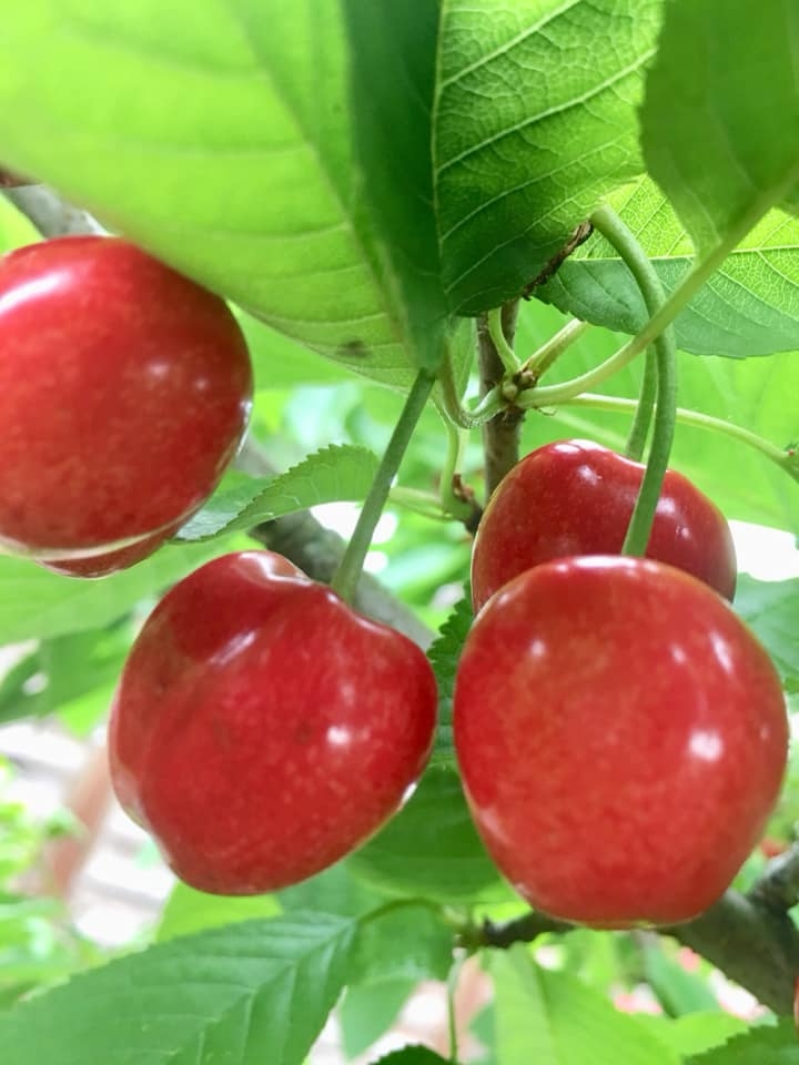 ngoi nha hoa hong cua nguoi phu nu sinh ra va lon len o pho co ha noi