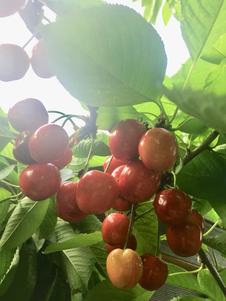 ngoi nha hoa hong cua nguoi phu nu sinh ra va lon len o pho co ha noi