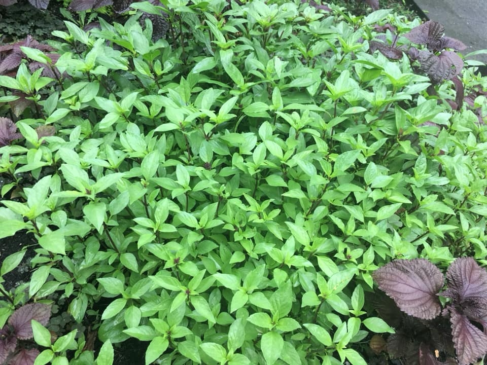 ngoi nha hoa hong cua nguoi phu nu sinh ra va lon len o pho co ha noi