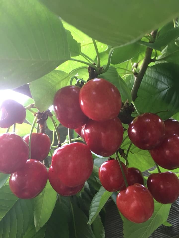 ngoi nha hoa hong cua nguoi phu nu sinh ra va lon len o pho co ha noi