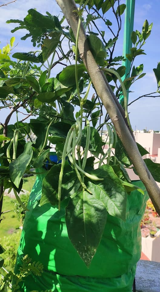 Khu vườn sân thượng trồng đủ loại rau quả mang lại cảm hứng cho hàng nghìn người khu vuon san thuong trong du loai rau qua nhu trang trai mang lai cam hung cho hang nghin nguoi song xanh