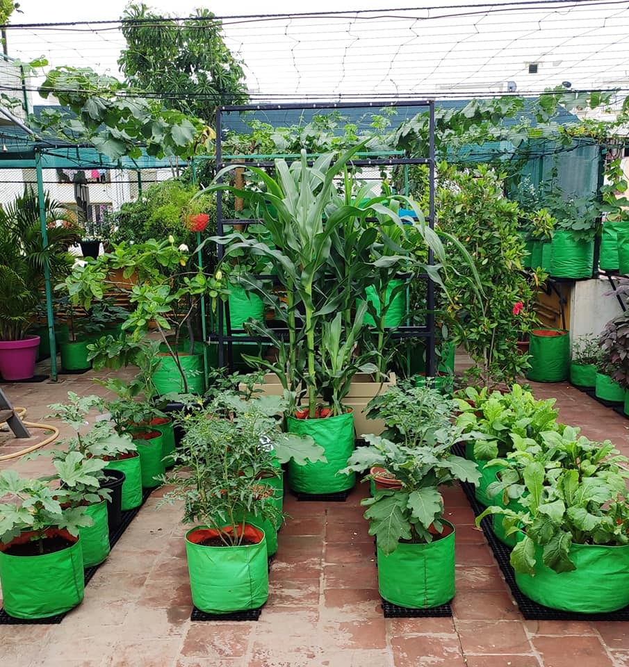 Khu vườn sân thượng trồng đủ loại rau quả mang lại cảm hứng cho hàng nghìn người khu vuon san thuong trong du loai rau qua nhu trang trai mang lai cam hung cho hang nghin nguoi song xanh