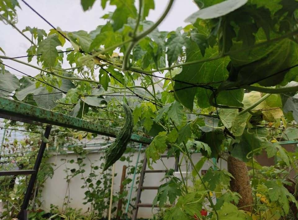 Khu vườn sân thượng trồng đủ loại rau quả mang lại cảm hứng cho hàng nghìn người khu vuon san thuong trong du loai rau qua nhu trang trai mang lai cam hung cho hang nghin nguoi song xanh