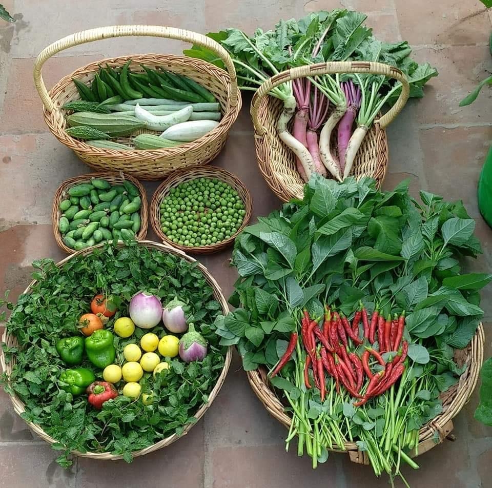 Khu vườn sân thượng trồng đủ loại rau quả mang lại cảm hứng cho hàng nghìn người khu vuon san thuong trong du loai rau qua nhu trang trai mang lai cam hung cho hang nghin nguoi song xanh