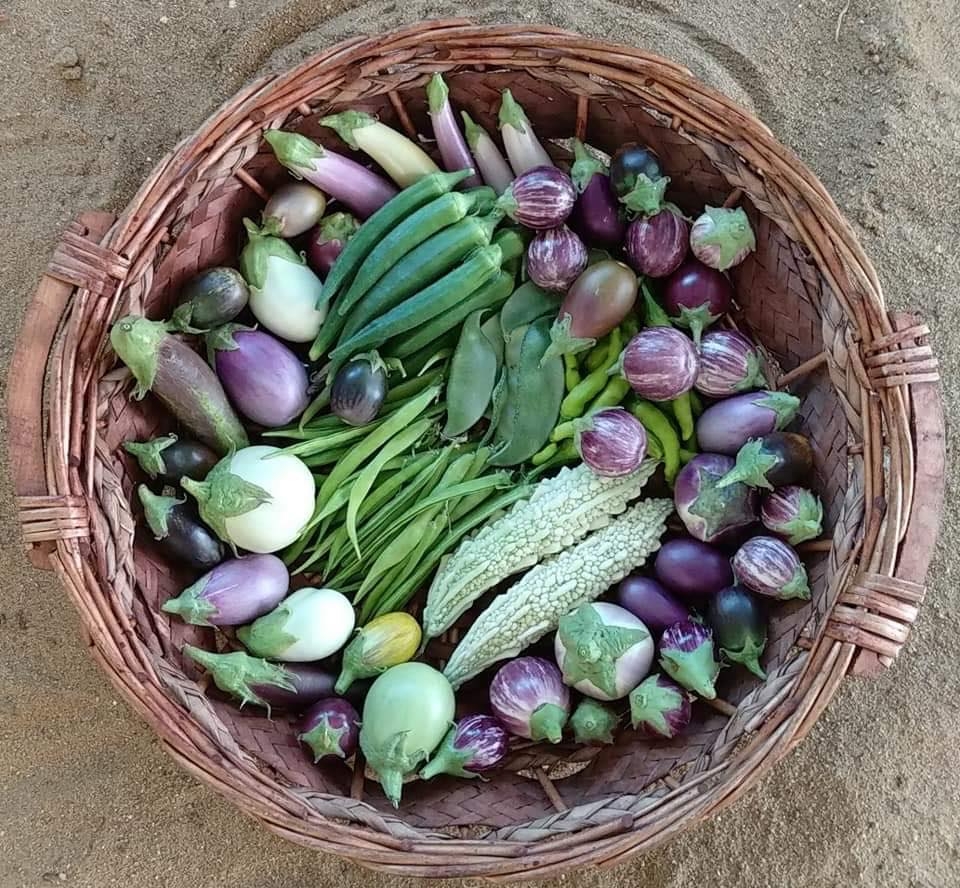 Khu vườn sân thượng trồng đủ loại rau quả mang lại cảm hứng cho hàng nghìn người khu vuon san thuong trong du loai rau qua nhu trang trai mang lai cam hung cho hang nghin nguoi song xanh