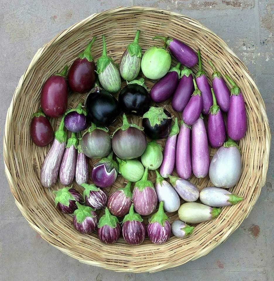 Khu vườn sân thượng trồng đủ loại rau quả mang lại cảm hứng cho hàng nghìn người khu vuon san thuong trong du loai rau qua nhu trang trai mang lai cam hung cho hang nghin nguoi song xanh