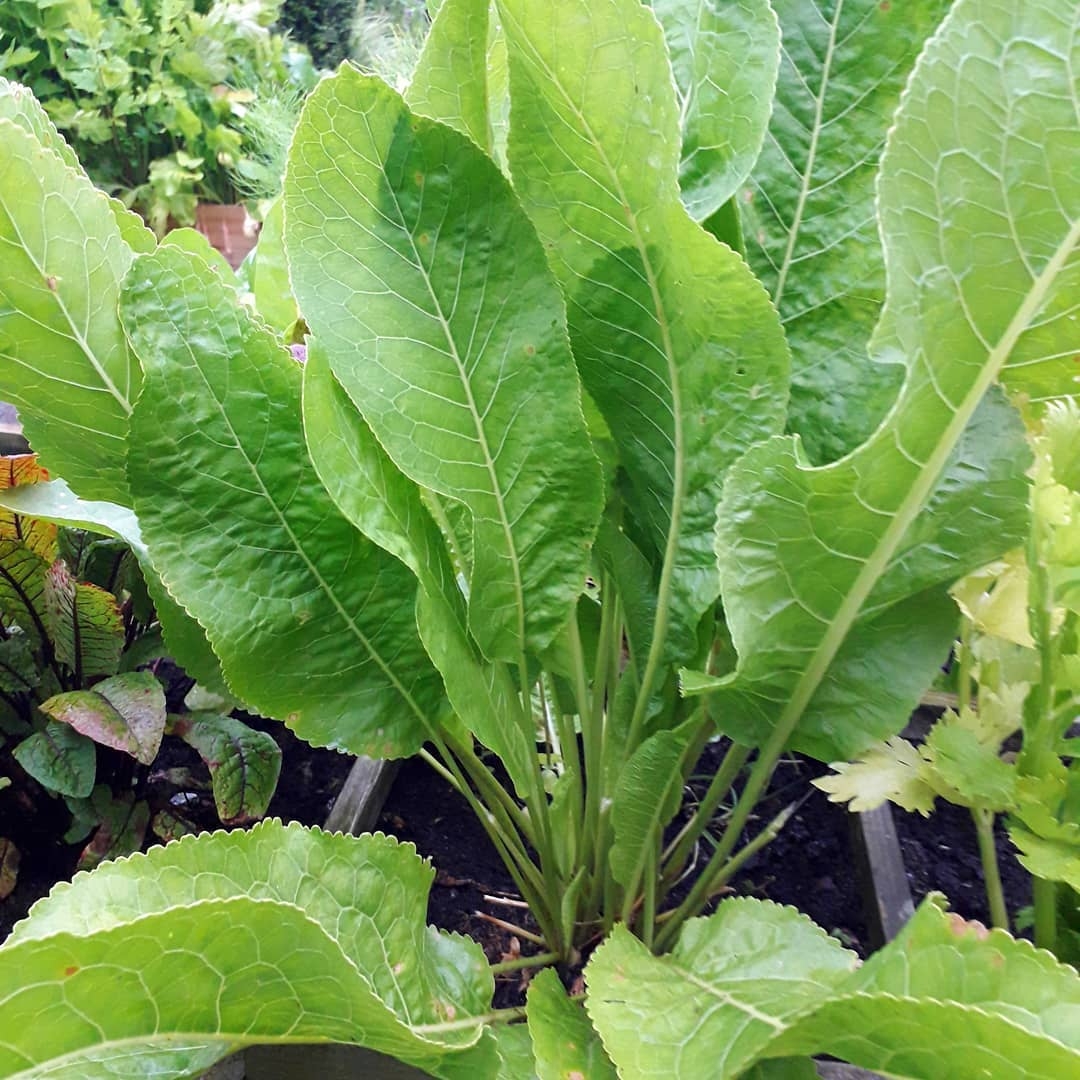 Mẹ hai con đam mê làm vườn và sở thích sưu tầm các loại hạt giống me hai con song hanh phuc voi dam me lam vuon va so thich suu tam cac loai hat giong